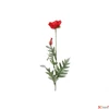 Kép 2/3 - Selyemvirág - művirág pipacs Papaver Joleen red piros pipacs mákvirág 72cm Holland SDDST53
