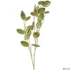 Kép 1/6 - Selyemvirág művirág pénzvirág Lunari annua L green 96cm Holland holdvirág DST53