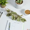 Kép 6/6 - Selyemvirág művirág pénzvirág Lunari annua L green 96cm Holland holdvirág DST53