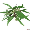 Kép 3/3 - Selyemvirág - művirág fűz Salix M green 98cm Holland SDDST53