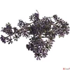 Kép 2/3 - Selyemvirág - művirág Prunus purple SDDST53