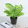 Kép 4/4 - Selyemvirág művirág zebrale Calathea green 30cm Holland DST53