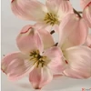 Kép 2/2 - Selyemvirág - művirág Dogwood spray Fiona S pink SDDST53