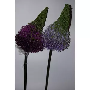 Művirág Eremurus lila