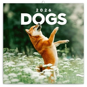 Falinaptár 2026 Dogs lemeznaptár 30×30cm Realsystem 2026 kollekció!