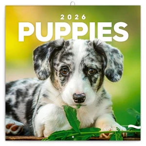 Falinaptár 2026 Puppies lemeznaptár 30×30cm Realsystem 2026 kollekció!