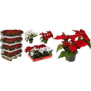 Karácsonyi dekor mikulásvirág 24cm 2 féle prémium kategórás művirág