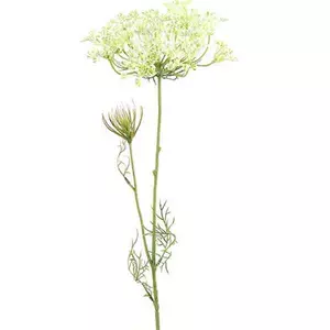 Selyemvirág - művirág Heracleum sphondylium white medvetalp fehér Holland