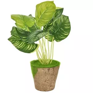 Selyemvirág calathea 30cm cserepes zöld