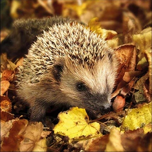 Szalvéta Ambiante Hedgehog in the wild papírszalvéta 33x33cm,20db-os