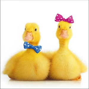 Szalvéta Ambiante Little Ducks papírszalvéta 33x33cm,20db-os