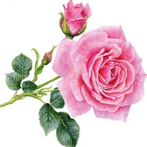 Szalvéta Ambiante Rosedal papírszalvéta 33x33cm,20db-os