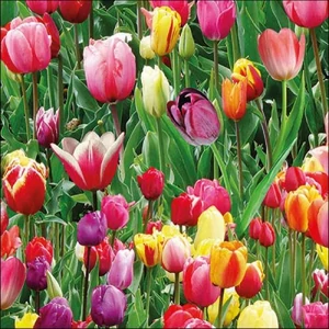 Szalvéta Ambiante Tulips Fiedl papírszalvéta 33x33cm,20db-os