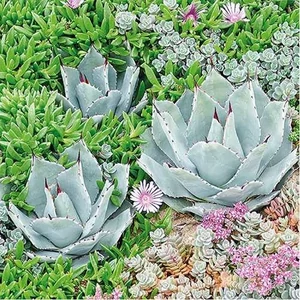 Szalvéta Ambiante Succulent papírszalvéta 33x33cm,20db-os