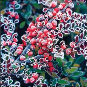 Szalvéta Ambiante Frozen berries papír papírszalvéta 33x33cm,20db-os