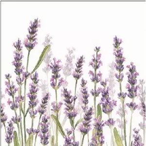 Szalvéta Ambiente Lavender Shades white 25x25cm,20db-os