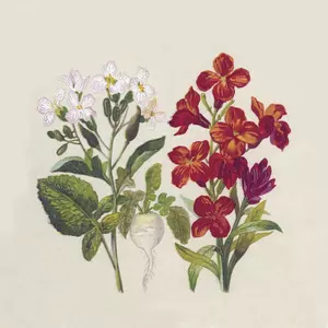 Szalvéta Paw préselt virágok 33x33cm 3rétegű 20lapos