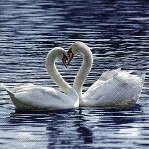 Szalvéta Ti-Flair White Swans 3 rétegű, 33x33cm(20 lap/csom) 371062