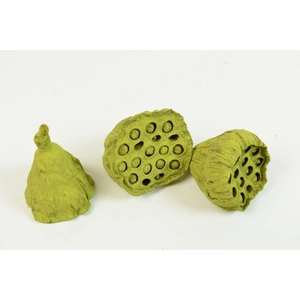 Szárított termés lotus 4-6cm, falfestékes oliva