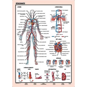 Tanulói munkalap Stiefel A/4 / Vérkeringés Iskolaszerek Stiefel 275857