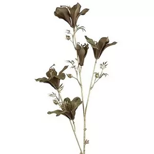 Selyemvirág művirág tavaszi de Bauhinia S brown