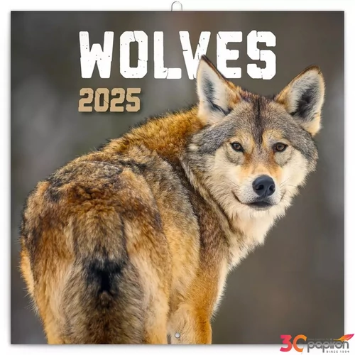Falinaptár 2025 Wolves lemeznaptár 30×30cm Realsystem 2025 kollekció!