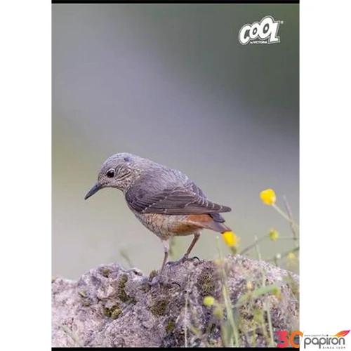 Füzet A4 vonalas 80 lapos Cool by Victoria Birds