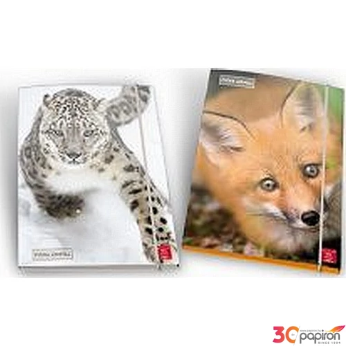 Gumis mappa A/4 Pigna Animal karton , 1cm-es gerinccel 02320823L/02326323L