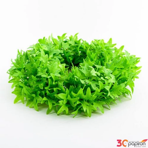 Koszorú 30cm borostyán 