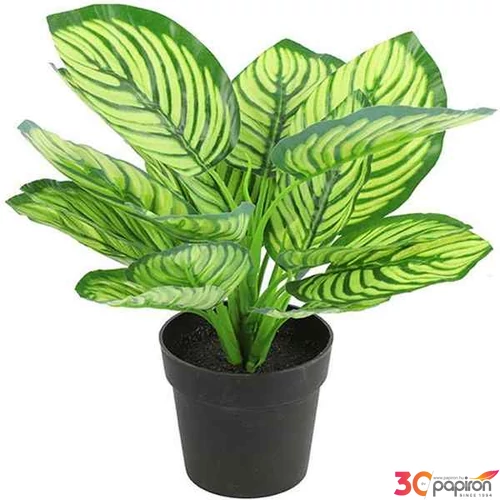 Selyemvirág - művirág zebrale Calathea green 28cm Holland SDDST53