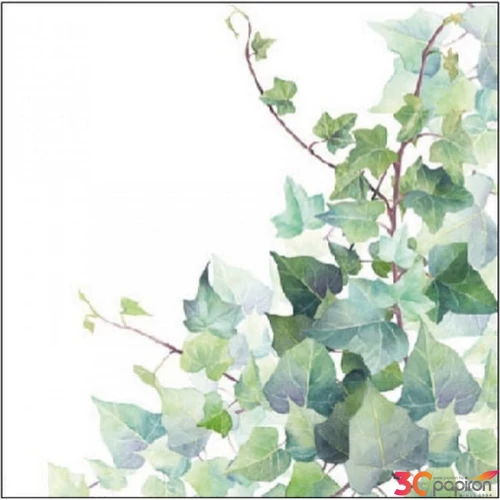 Szalvéta 25x25cm Hedera White 20db-os 