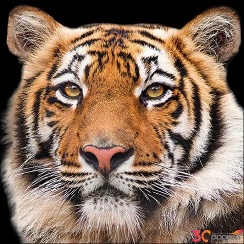 Szalvéta 33x33cm Bengal Tiger 20db-os