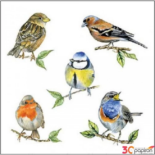 Szalvéta Ambiante Bird species white papírszalvéta 25x25cm,15db-os