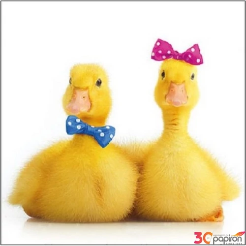 Szalvéta Ambiante Little Ducks papírszalvéta 25x25cm,15db-os