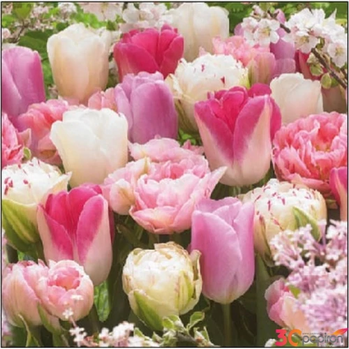 Szalvéta Ambiante Pink Tulips papírszalvéta 25x25cm,15db-os