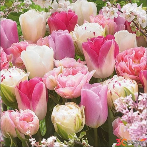 Szalvéta Ambiante Pink Tulips papírszalvéta 33x33cm,20db-os