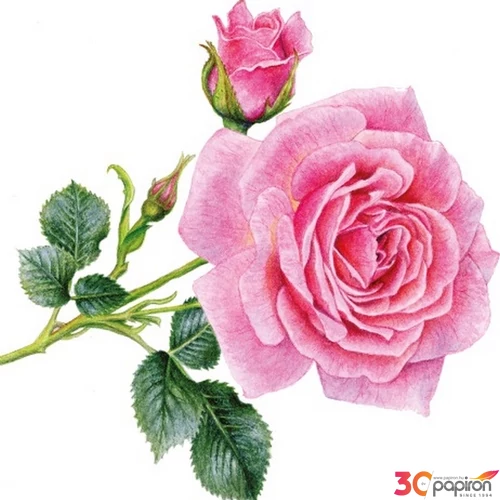 Szalvéta Ambiante Rosedal papírszalvéta 33x33cm,20db-os