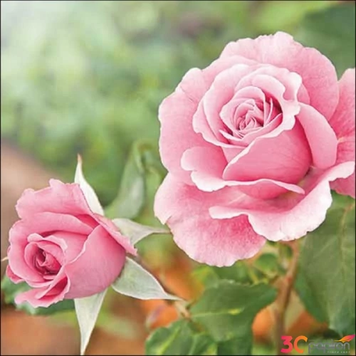 Szalvéta Ambiante Roses in the garden papírszalvéta 33x33cm,20db-os