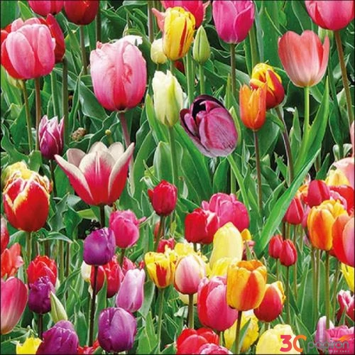 Szalvéta Ambiante Tulips Fiedl papírszalvéta 33x33cm,20db-os