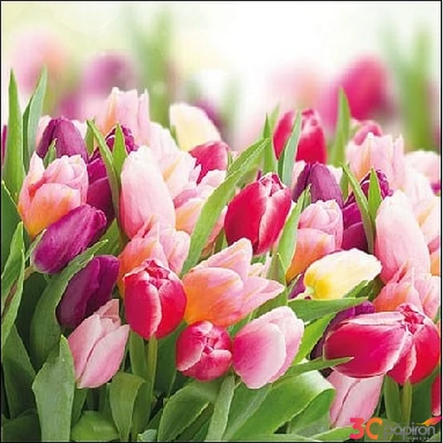 Szalvéta Ambiante Glorious Tulips papírszalvéta 25x25cm,15db-os