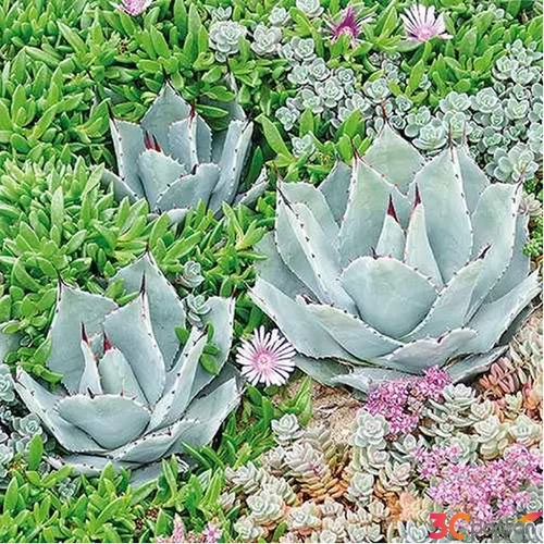 Szalvéta Ambiante Succulent papírszalvéta 33x33cm,20db-os