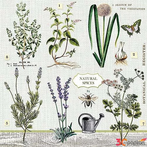 Szalvéta Ambiante Herbs Garden papírszalvéta 33x33cm,20db-os