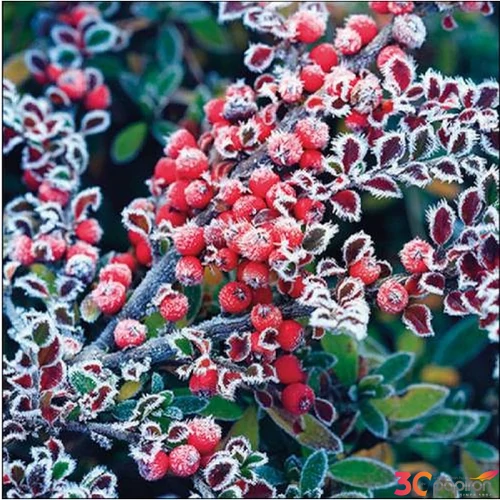Szalvéta Ambiante Frozen berries papír papírszalvéta 33x33cm,20db-os