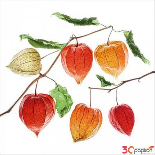 Szalvéta 33x33cm Ambiente Lampion flower 20db-os