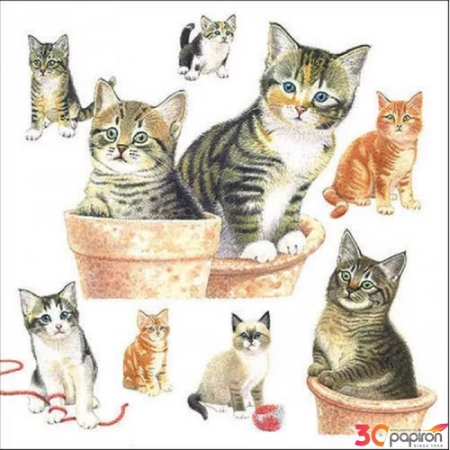 Szalvéta Ambiante Cute kittens papír papírszalvéta 33x33cm,20db-os